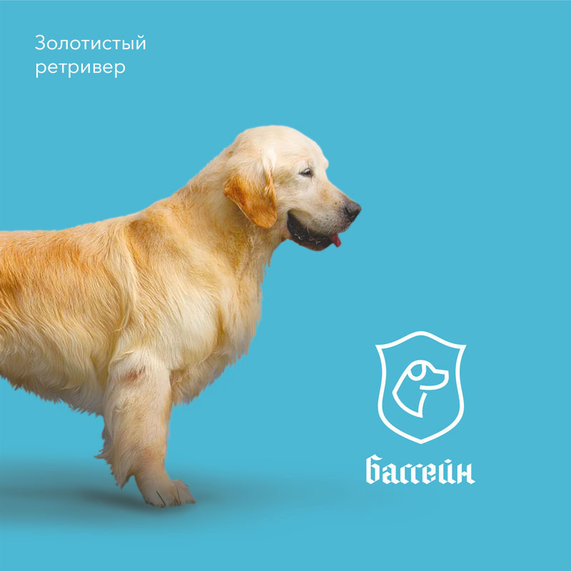 Логотип услуги бассеина для центра дрессировки собак Догвардс